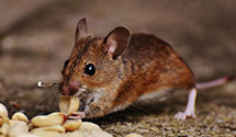 24 Hour & Emergency Exterminators in Arapahoe, NC
